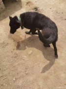 自养1岁多德国牧羊犬出售