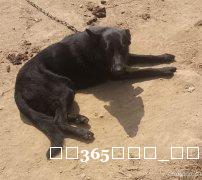 自养1岁多德国牧羊犬出售