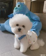 宠物狗泰迪