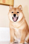 精品豆柴-柴犬出售