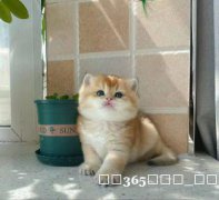 长短毛金渐层，蓝金渐层，金点，银点猫